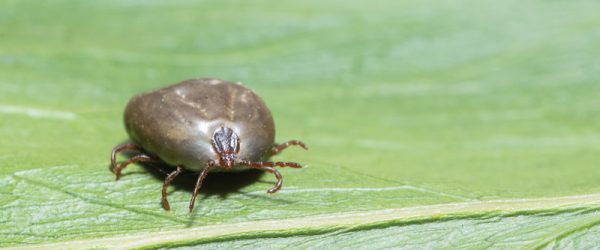 Asian Longhorned Ticks: What You Can Do