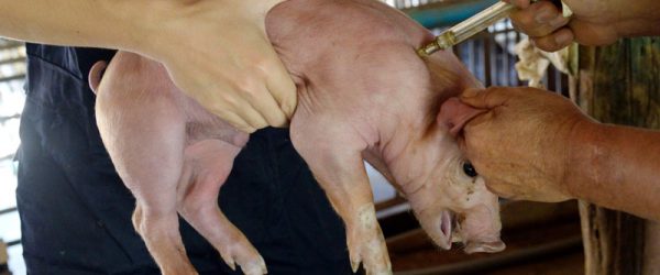 Drug Safety On The Farm Part 3: Drug Labels & Withdrawal Times