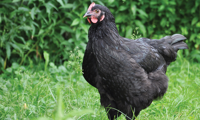 quiet chickens urban backyard