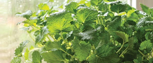 6 Plants To Grow In A Medicinal Herb Container Garden