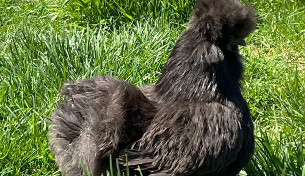 AVERAGE AGE OF CHICKENS intelligence overview