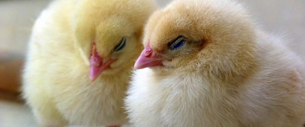 I Dream of Henny, Or, Having Poultry Dreams?