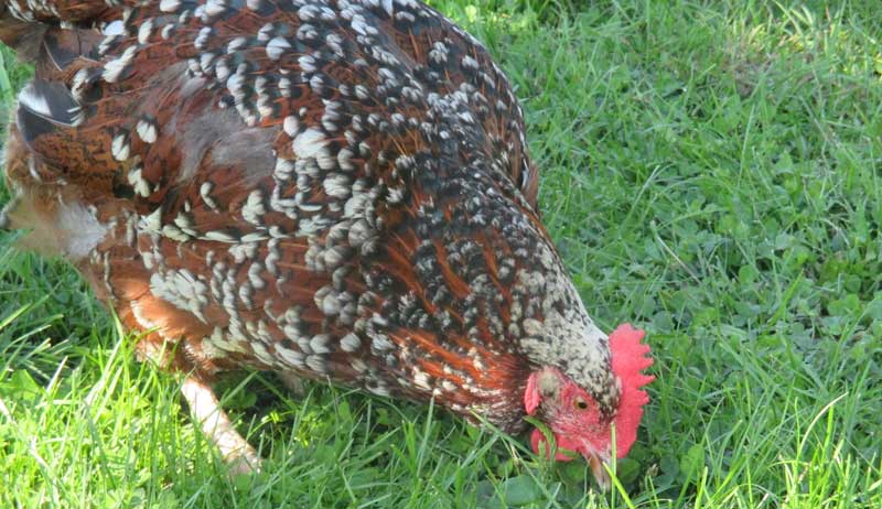 Speckled Sussex heritage chicken breed