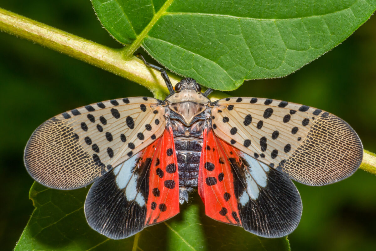 spotted lanternfly with its wings spread is pretty but spotted lanternfly control is important to combat this invasive species