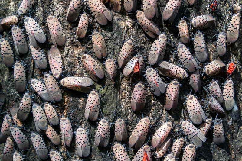 hundreds of spotted lanternflies on a tree of heaven trunk causing a need for spotted lanternfly control