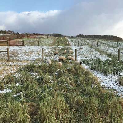 Winter Pasture: Why Winter Grazing Works on Real Farms