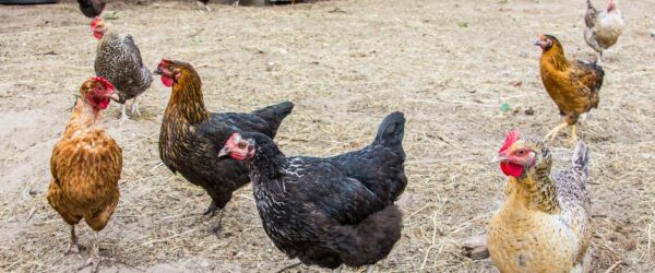 Stocking Density: What It Is & How it Affects Chickens