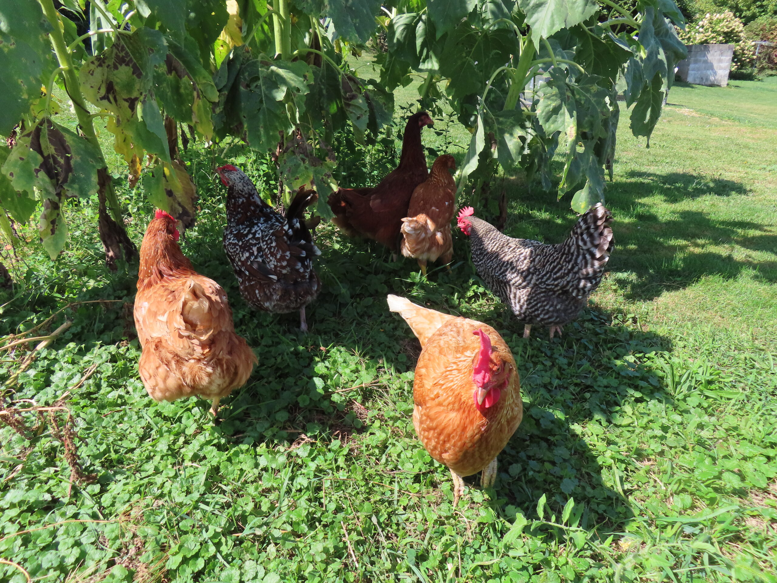 a summertime chicken checklist includes providing shade like the chickens grazing under this tree