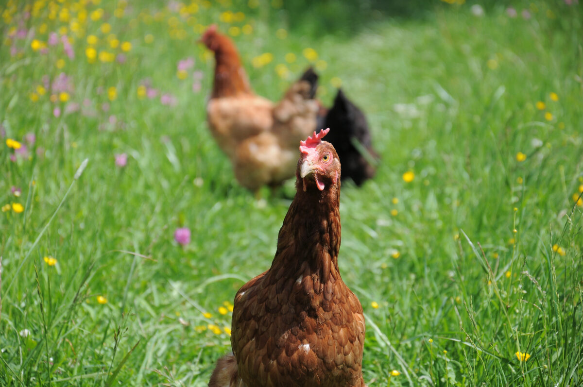 flock grabbing some bugs as summertime chicken treats while grazing in field