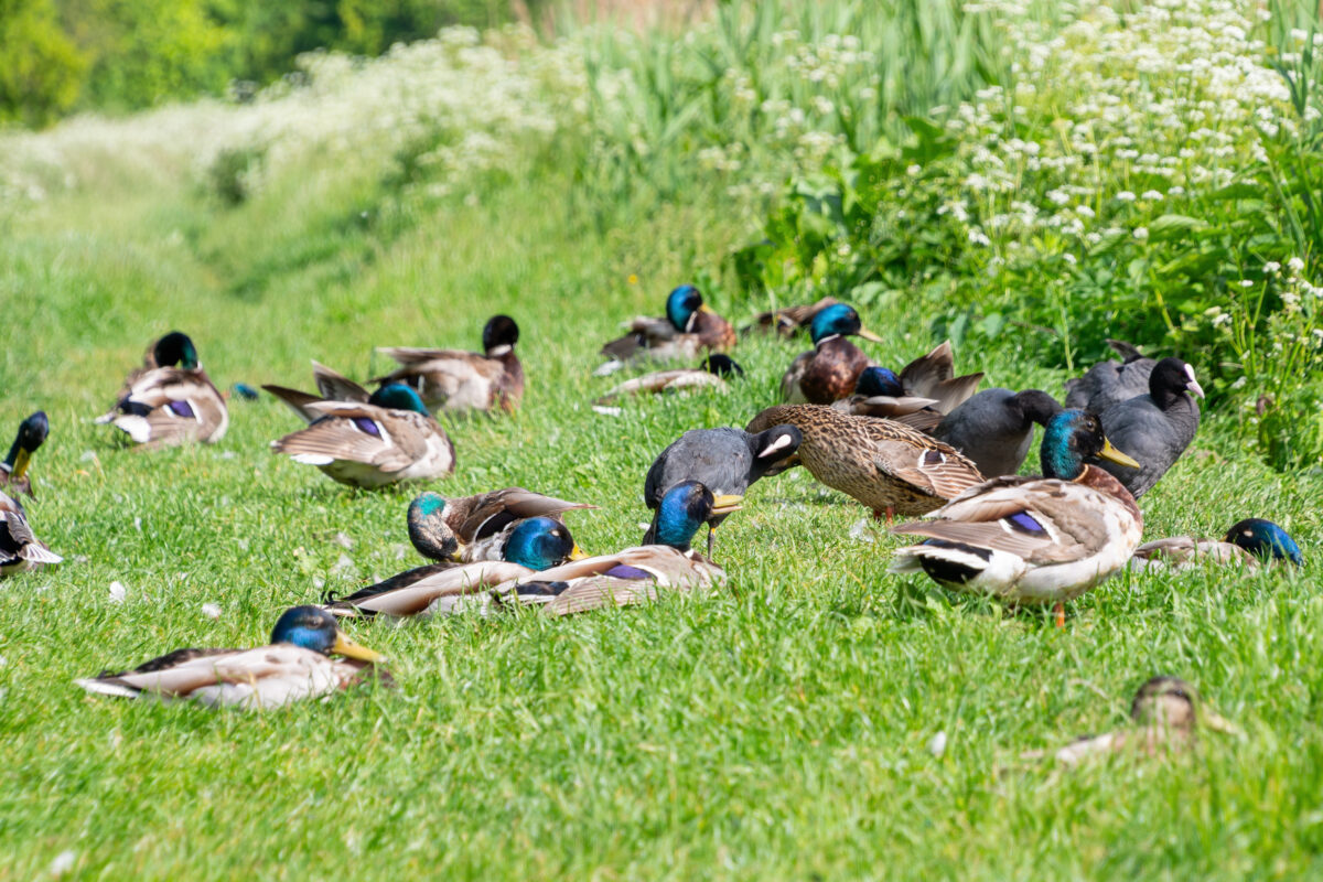 summtime duck treats include ducks grazing in grass for bugs