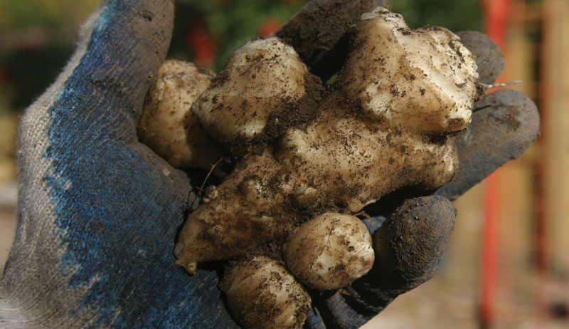 sunchoke tuber