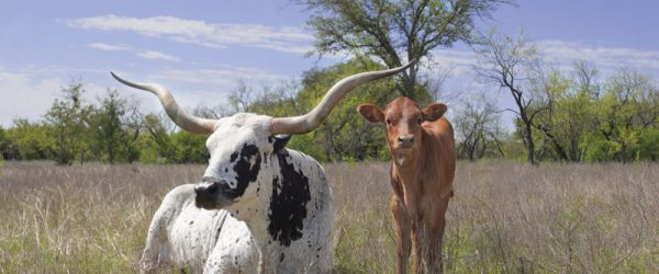 Love My Breed: Texas Longhorn Cattle