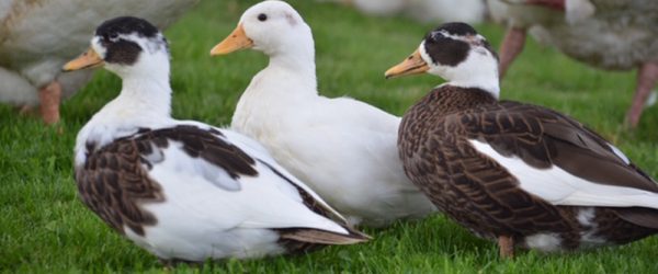 4 Types Of Poultry The Beginning Farmer Should Consider