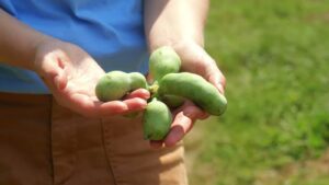How to Plant Pawpaw Trees This Fall (and Get Them to Fruit)