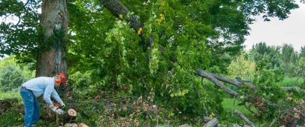 5 Tips & Tricks For Dealing With Brush & Tree Debris