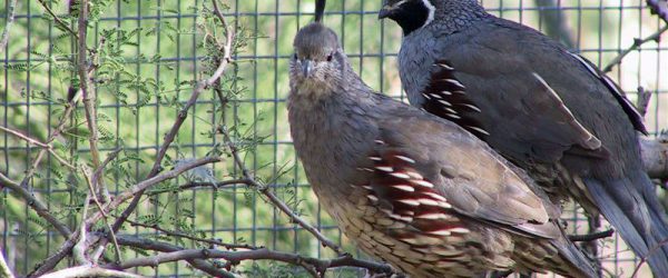 Do Quail Have Benefits Over Chickens? For Some, Yes