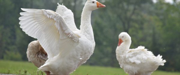 How To Use Geese Effectively As Guard Animals