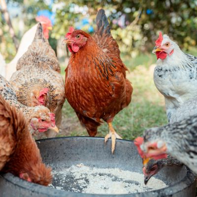 Types of Chicken Feed: A Guide for Backyard Flocks