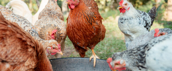Types of Chicken Feed: A Guide for Backyard Flocks
