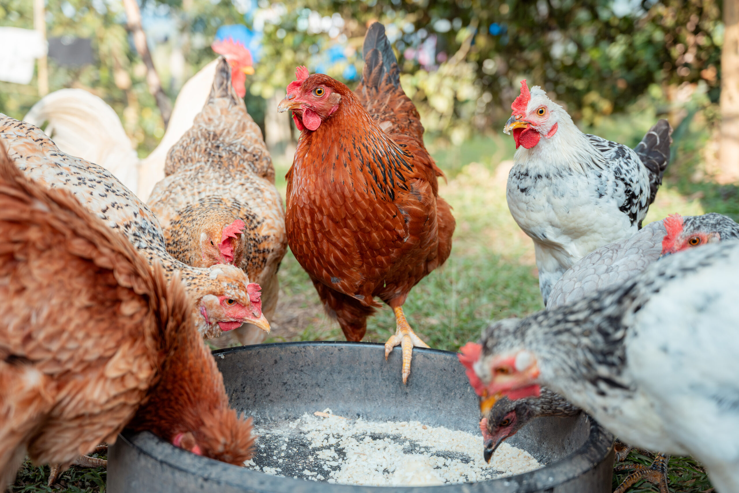 Types of Chicken Feed: A Guide for Backyard Flocks