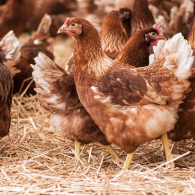 6 Types Of Poultry to Consider For Your Farm