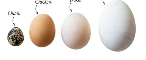 Types of Poultry Eggs: Quail, Chicken, Duck & Goose Eggs