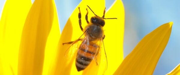 Do Bees Need Water? Yes—Here’s How to Give It to Them