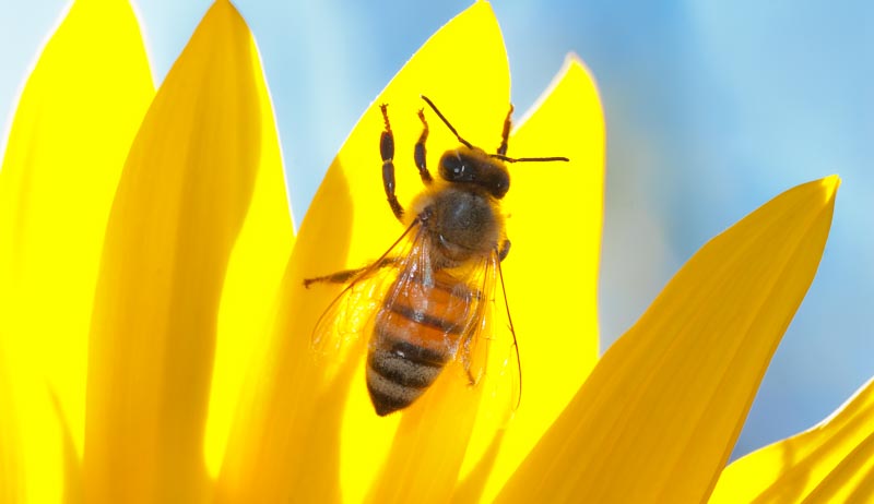 bee on sunflower that provides pollen, but it's important to know that bees do need water