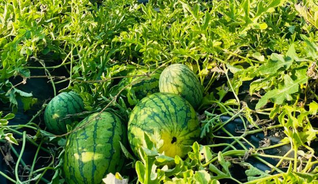 watermelons-hobby-farms