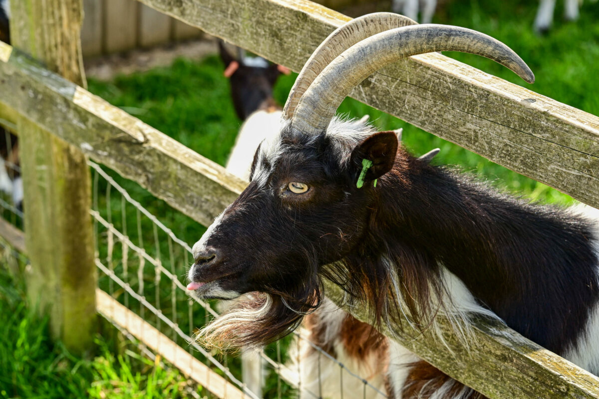 a wether goat with his head through the fence seeking attention
