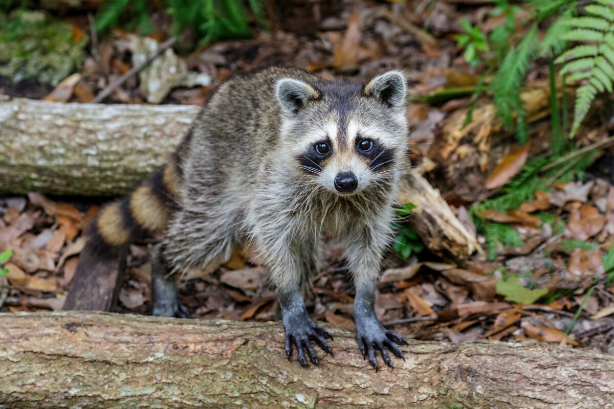 raccoons like this one in the woods are on the list of what are chicken predators