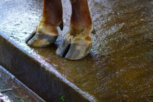 What Are Hooves Made Of?