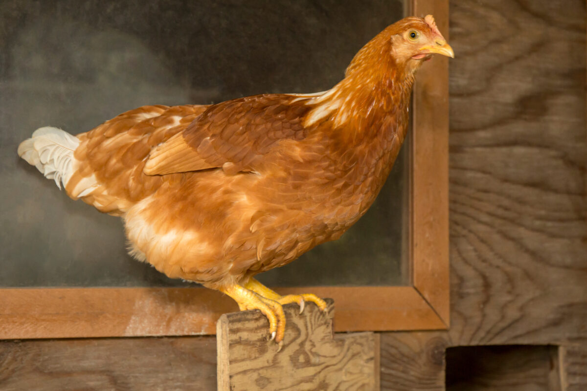 golden comet chicken perched in a coop is top of the what chickens lay eggs in winter list