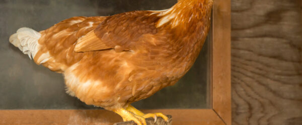 What Chickens Lay Eggs In Winter?