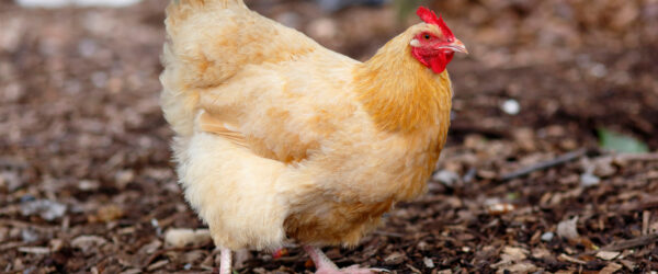 What Chickens Lay Pink Eggs: 7 Breeds to Consider