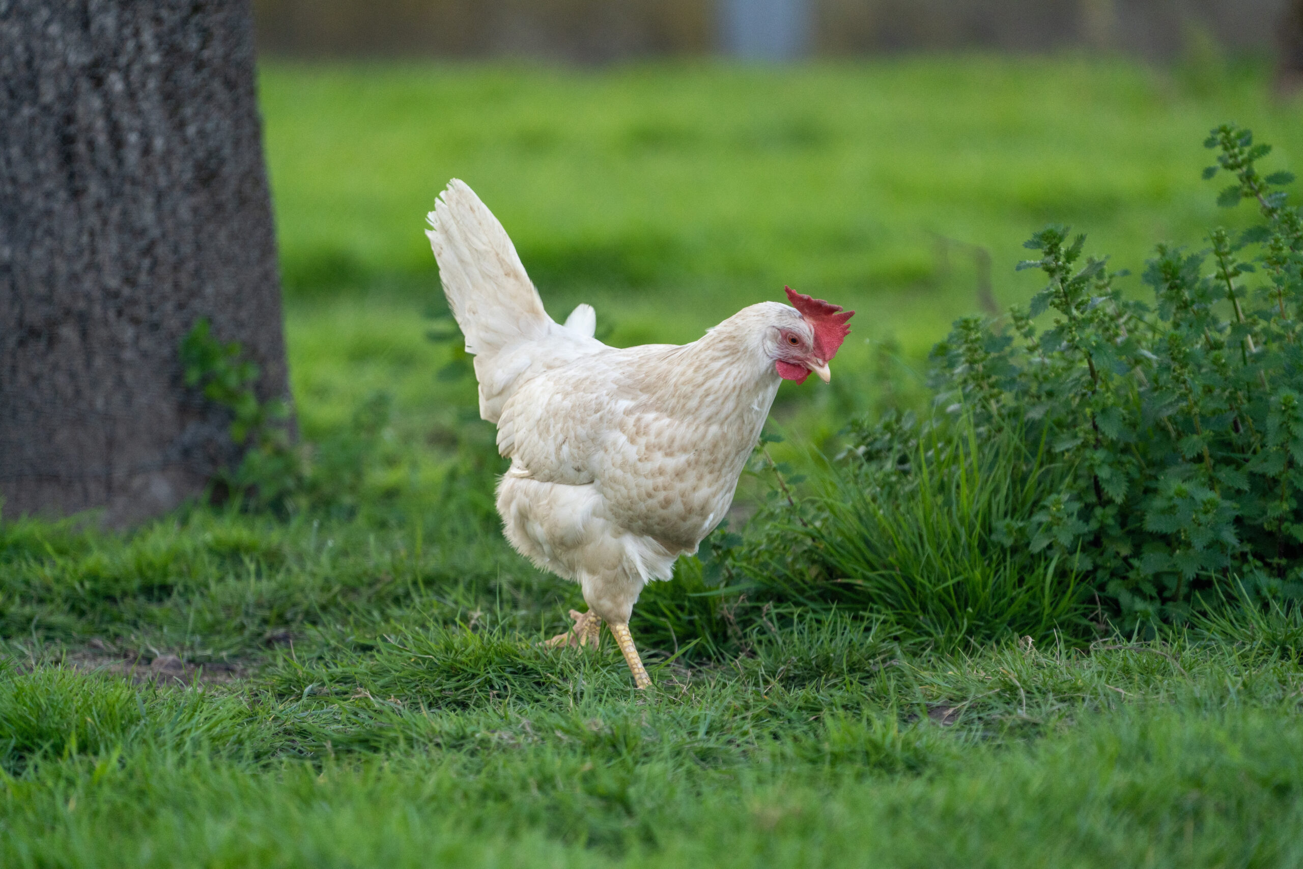 What Chickens Lay White Eggs: 8 Breeds to Know