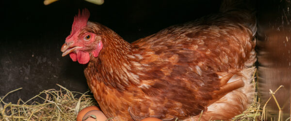 What Is a Broody Hen? 6 Things to Know