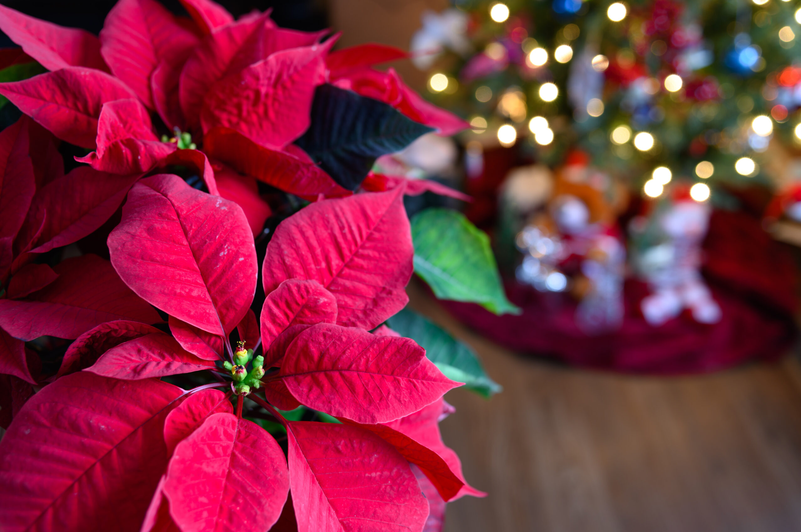 flowering poinsettia near a christmas tree