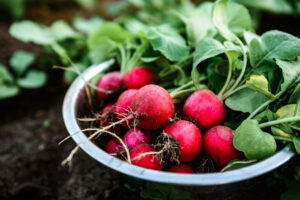 What to Plant in August: 4 Fast-Growing Garden Crops