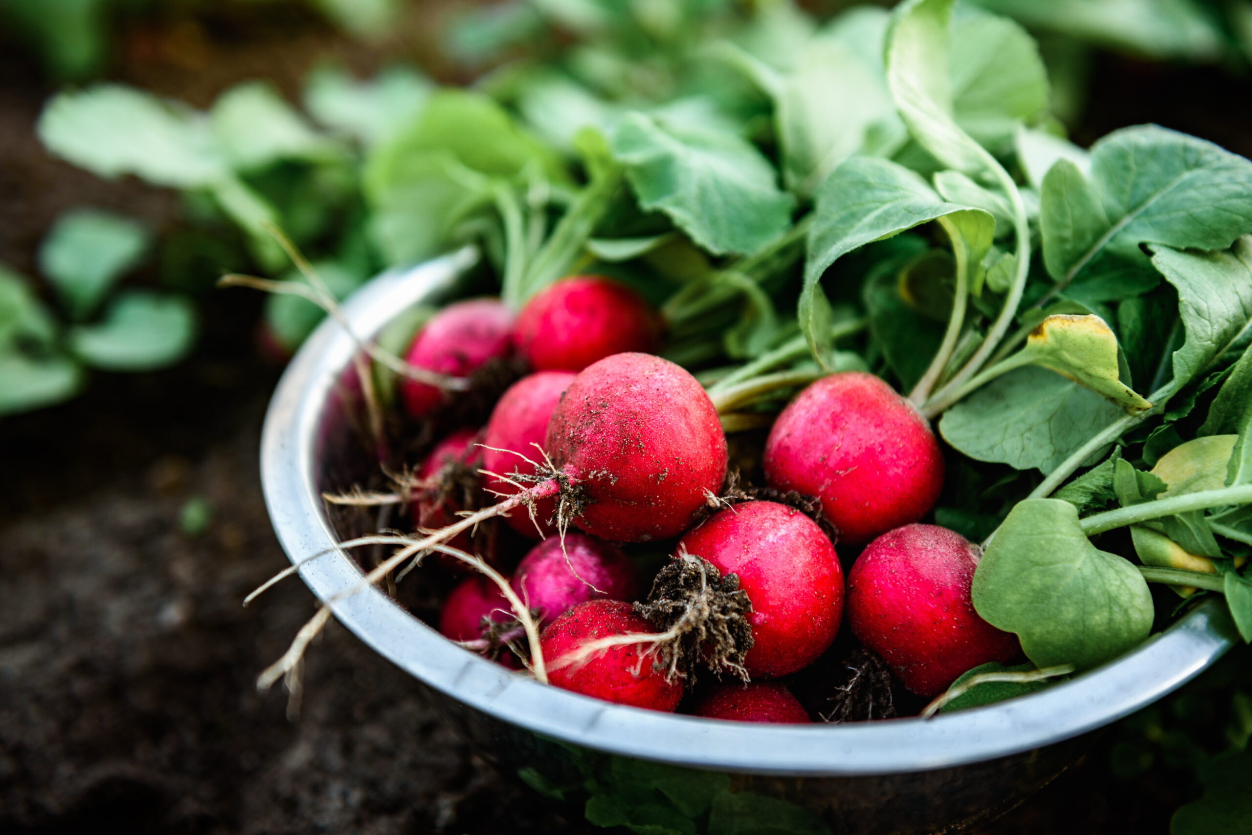 What to Plant in August: 4 Fast-Growing Garden Crops