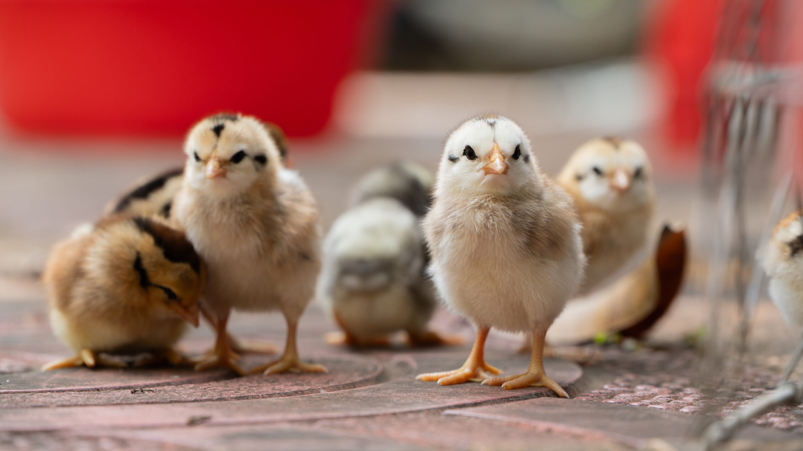 When Can Chicks Go Outside? Summer Safety Guide