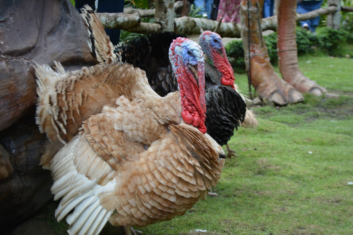 bourbon red domestic turkeys are often raised with the question when do turkeys start laying eggs
