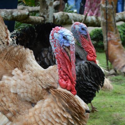 When Do Turkeys Start Laying Eggs? Plus Tips on Raising Turkeys