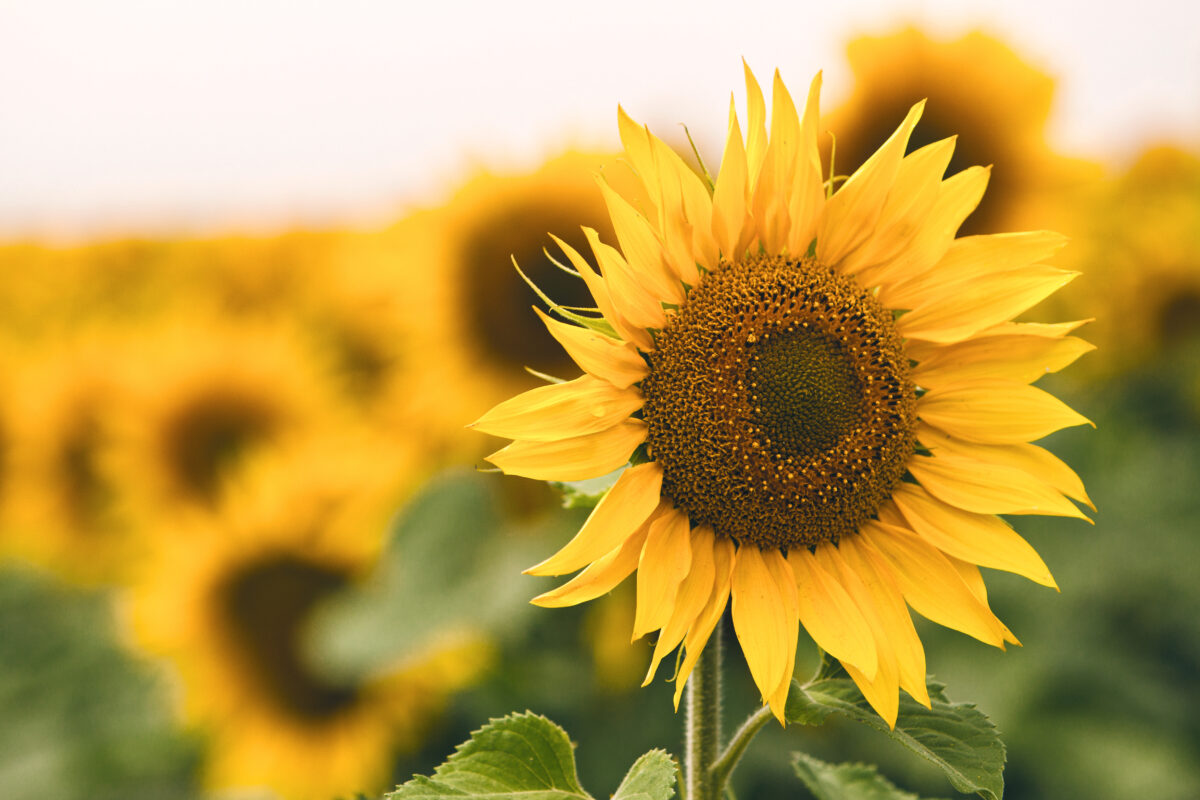 knowing when to harvest sunflowers can mean enough seeds for farm use and wildlife alike