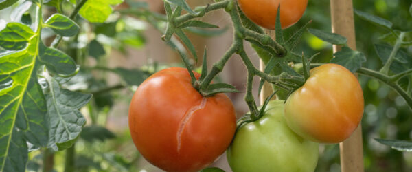 Why Are My Tomatoes Splitting?