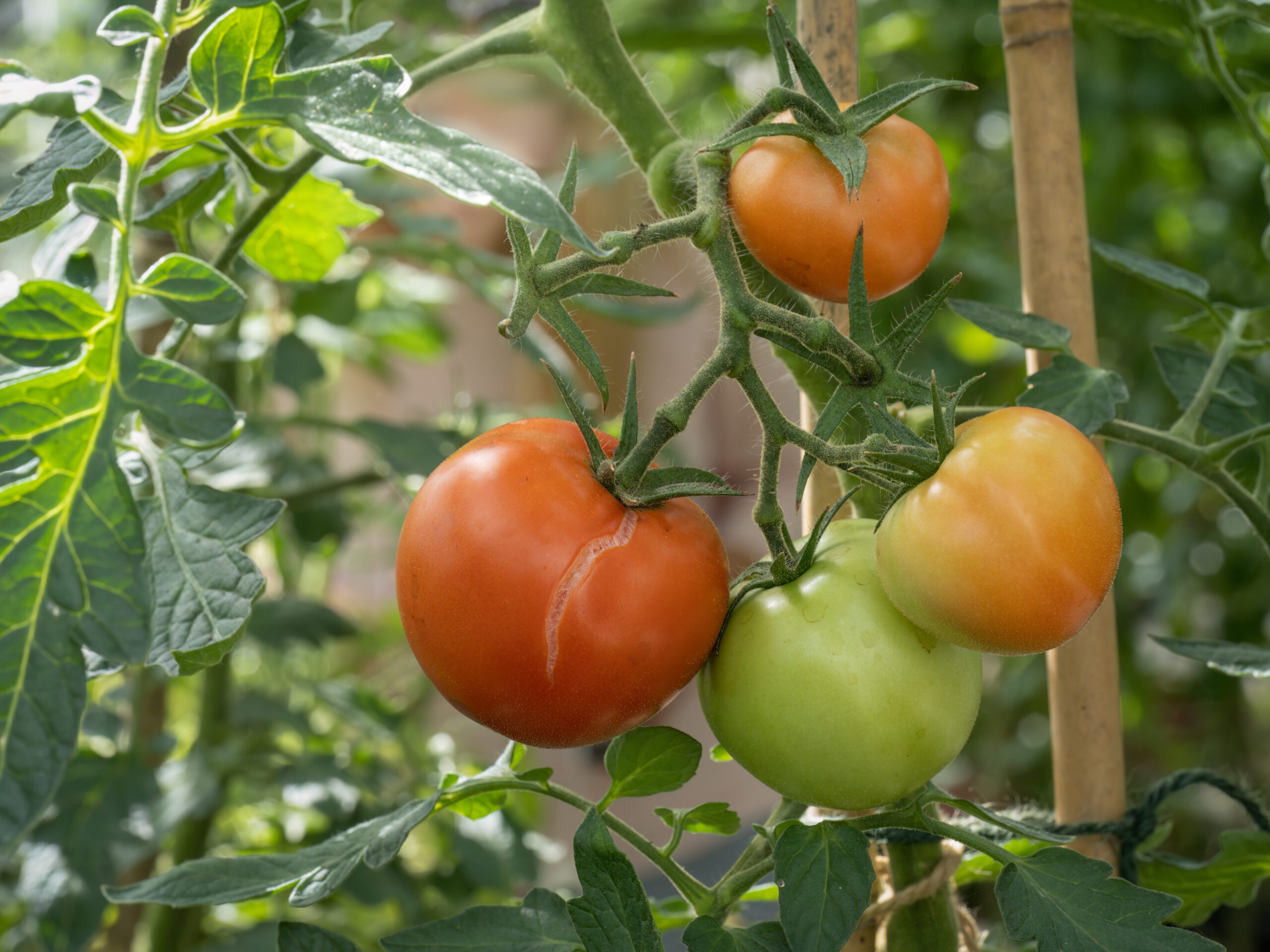 Why are my tomatoes splitting - the tomatoes are showing after effects of drought - when rain arrives, the skin splits and cracks.