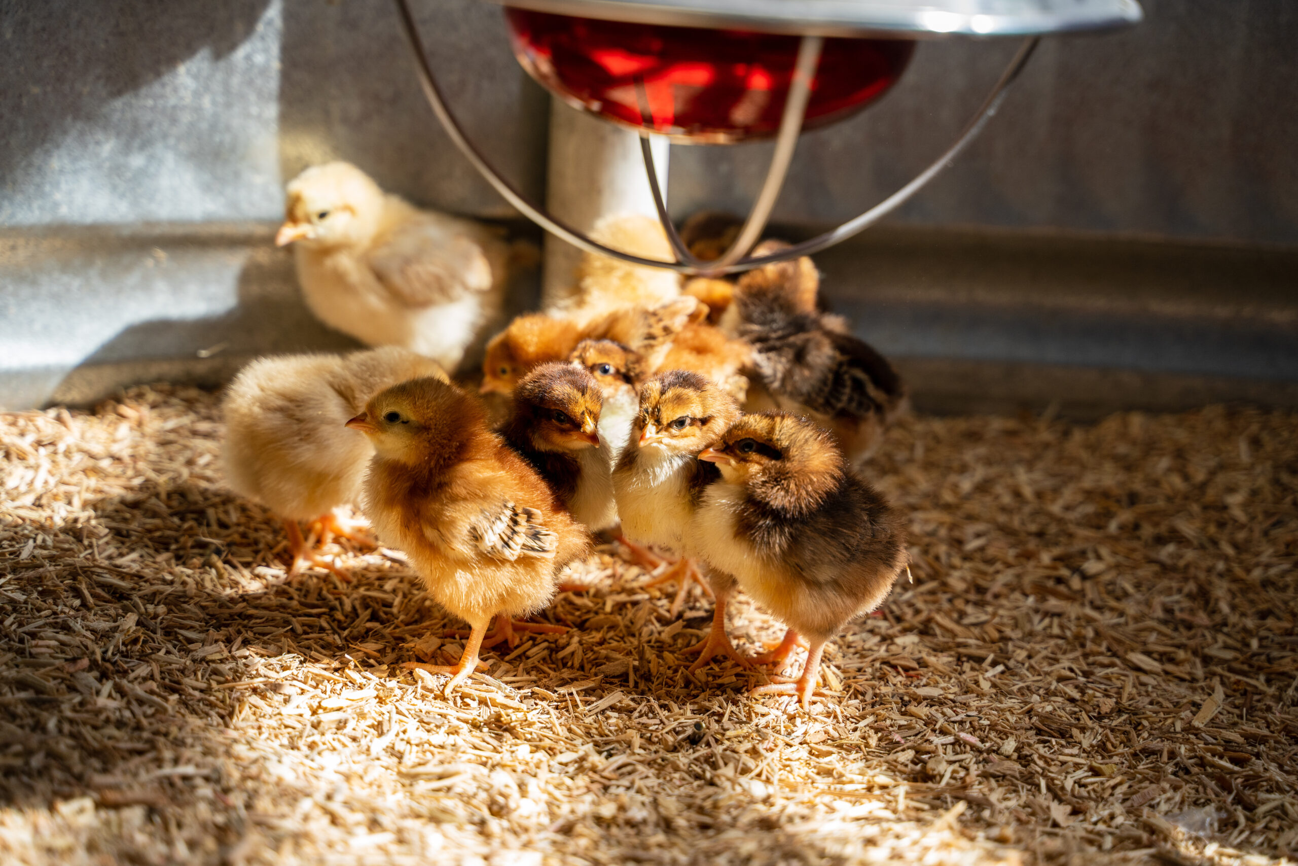 Why Do Baby Chicks Die? Causes and What to Do