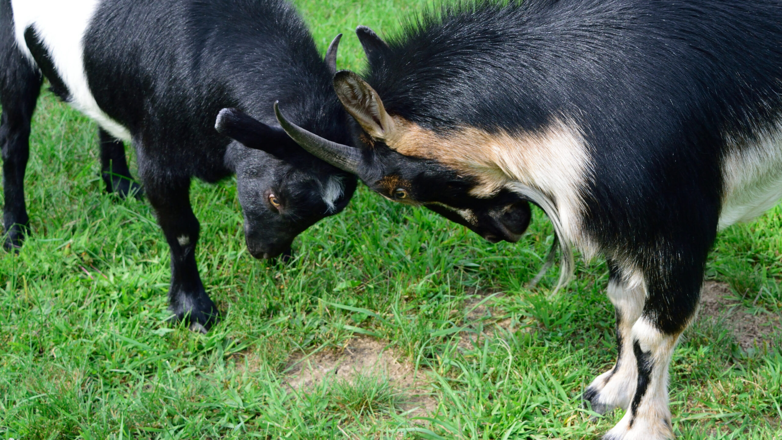 Playful goats headbutting.
