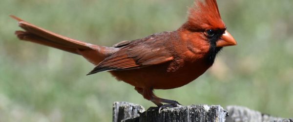 Mysterious Bird Deaths Reported In Many U.S. States