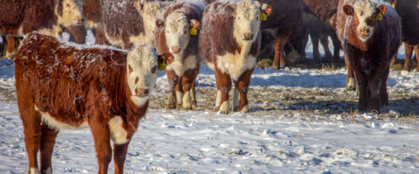 Winter Livestock Management: Assessing Condition